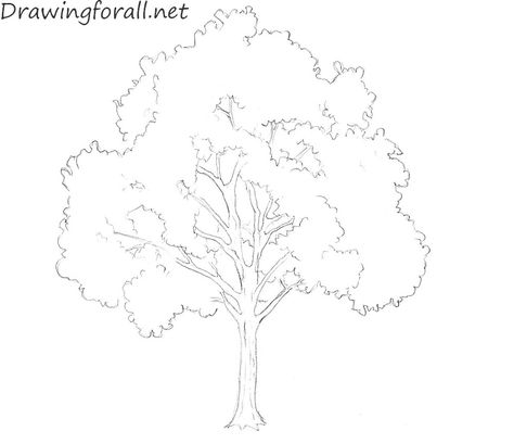 tree drawing line] - Google Search Draw A Tree, Tree Drawings Pencil, Tree Sketches, Nature Drawing, Drawing For Beginners, Tree Drawing, Drawing Images, Drawing Lessons, Drawing Skills