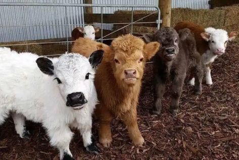 Teacup Mini Cow: Ultimate Guide (Size, Care, Cost & More!) Mini Highland Cow, Miniature Cattle, Miniature Cows, Pet Cows, Mini Cows, Baby Farm Animals, Fluffy Cows, Cow Pictures