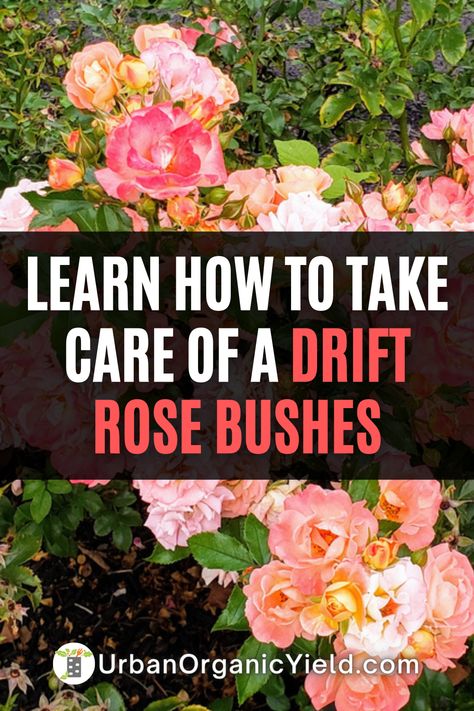 Apricot Drift Roses Landscape, Coral Drift Rose, Peach Drift Roses Landscape Ideas, Sweet Drift Roses, Red Drift Rose, Popcorn Drift Rose, Red Drift Roses Landscape, Apricot Drift Rose, Popcorn Drift Roses Landscape Ideas