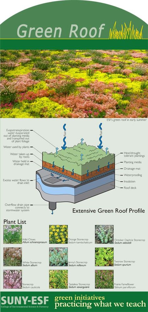 Green roof #technics and plants | #Dachbegrünung Technik und Pflanzen: Architecture Roof, Extensive Green Roof, Casa Hobbit, Earth Sheltered, Living Roofs, Planting Plan, Earth Homes, Green Architecture, Natural Building