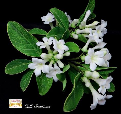 Stephanotis free tutorial - cake by Calli Creations Cakes Decor, Cold Porcelain Flowers, Flower Cakes, Slowly But Surely, Fondant Flowers, Fondant Figures, Flower Spray, Porcelain Flowers, Sugar Art