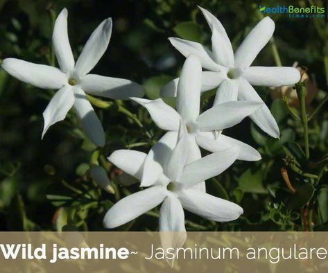 Jasmine Images, Pictures Of Jasmine, Winter Jasmine, Wild Jasmine, Jasmine Vine, Popular Artwork, Jasmine Plant, Fragrant Plant, Jasmine Flower