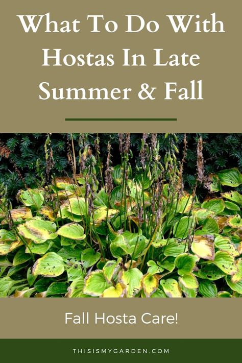 A flowerbed full of hostas that have stems and leaves that are turning brown and dying at the end of growing season. From thisismygarden.com. Hosta Care, Front Yard Flowers, Moving Plants, Late Summer Early Fall, Outside Plants, Shade Garden Plants, Hosta Gardens, Hosta Plants, Garden Calendar