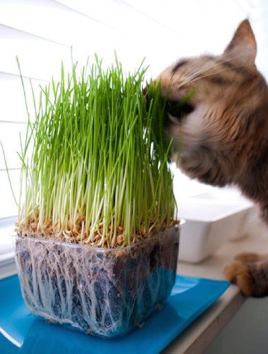 Dog Bedroom Decor, Growing Wheat Grass, Grass Growing, Pet Grass, Dog Bedroom, Apartment Pet, Sprouting Seeds, Cat Grass, Faux Grass