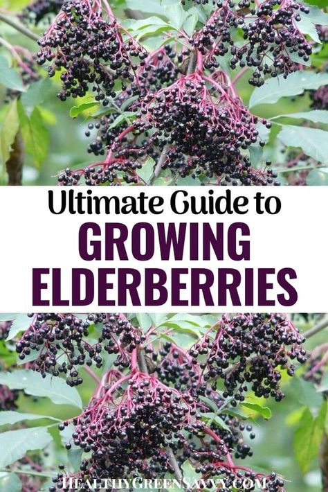 Growing Elderberries, Growing Elderberry, Elderberry Cuttings, Elderberry Growing, Propagation Methods, Elderberry Tree, Elderberry Plant, Elderberry Bush, Survival Garden