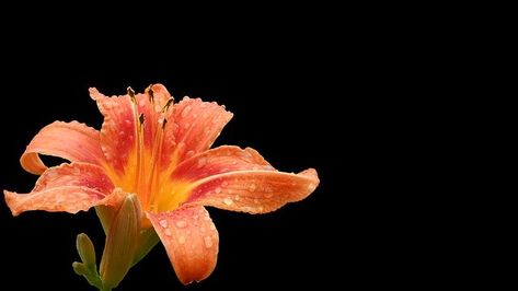 Orange Laptop, Purple Flowers Wallpaper, Pink Flowers Wallpaper, Day Lilies, Bloom Blossom, Mac Wallpaper, Orange Aesthetic, Orange Wallpaper, Macbook Wallpaper