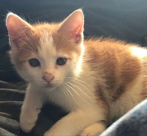 White Cat With Orange Spots, Orange And White Kitten, White And Orange Cat, Orange White Cat, Tabby Kitten Orange, Orange Kitty, Orange Kitten, Orange And White Cat, Orange Kittens