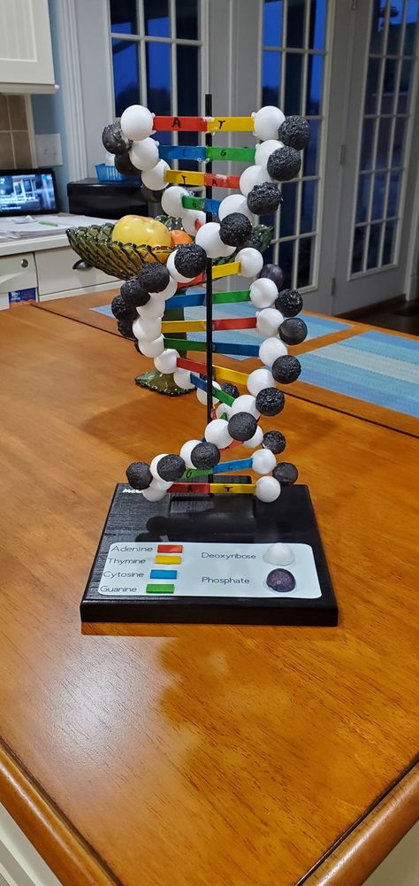 Science Biology Design Ideas, Science Fair Ideas For High School, Double Helix Dna Model Diy, Science Project For High School, Dna Strand Model, Dna Double Helix Model Projects, Project For Biology, Model Of Dna Project, Biology 3d Project