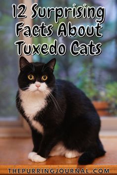 Tuxedo Cats Funny, Tuxedo Cat Halloween, Cute Tuxedo Cats, Long Haired Tuxedo Cat, Gray Tuxedo Cat, Tuxedo Cats Aesthetic, Tuxedo Cat Tattoo Small, Grey Tuxedo Cat, Fluffy Tuxedo Cat