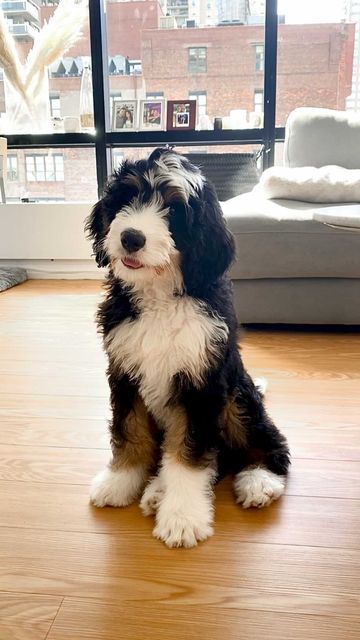 Bernese Mountain Doodle, Full Grown Mini Bernedoodle, Bernedoodle Aesthetic, Bernadoodles Full Grown, Mini Bernedoodle Haircut Styles, Bernadoodle Haircuts, Mini Bernedoodle Full Grown, Bernese Doodle, Bernadoodle Mini