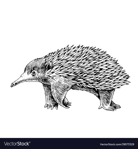 Echidna Tattoo, Echidna Drawing, Free Hand Drawing, Australian Animals, Hand Drawn Vector, Diy Prints, Animal Tattoos, Animal Illustration, 1 Million