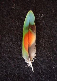 Fly Tying Feathers on Pinterest | Fly Tying, Feathers and Fly Fishing Art Feathers, Feather Photography, Indian Feathers, Hope Is The Thing With Feathers, Sewing Crochet, Green Feather, Bird Wings, Crochet And Knitting, Feather Wings