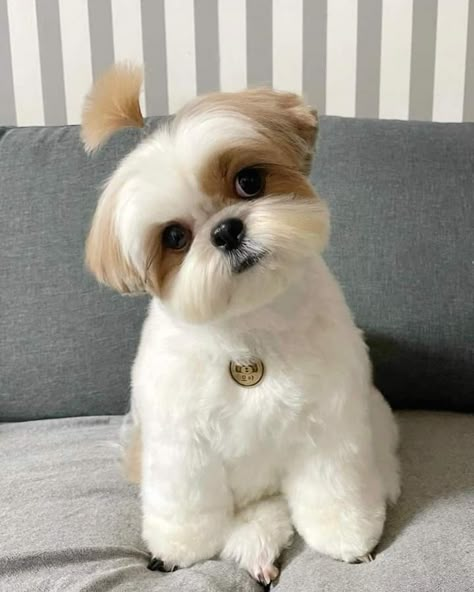 Shitzu Cuts Haircuts, Cute Shitzu Haircuts, Male Shitzu Haircuts, Shi Tzu Hairstyles Short, Shitzu Haircuts Boy, Shitzu Haircut, Shih Tzu Haircuts Short, Shizu Dog, Cute Shitzu Puppies