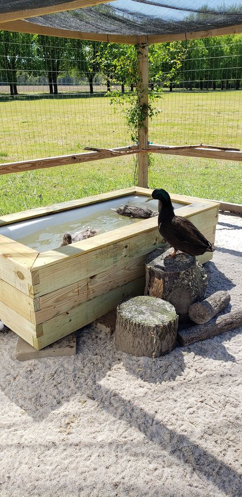 Hey there, I have been a member for a long time but not active. I keep both chickens and ducks, in the same run, and recently built a raised duck pond for my ducks. I've used kiddie pools for years as well as those black plastic things found in feed stores, all did the job but I wanted something... Duck Tub Ideas, Easy Diy Duck House, Quack Shack Ideas, Duck Coop Ideas Backyards, Easy Duck Coop, Duck Ponds Backyard Diy, Diy Duck Pond, Quack Shack, Duck Enclosure