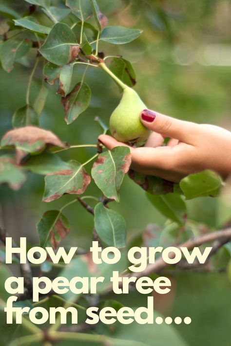 Fancy growing your own pear tree from seed? Read the blog to find out how. Pear Varieties, Growing Vegetables In Pots, Backyard Trees, Growing Fruit Trees, Bartlett Pears, Red Pear, Backyard Vegetable Gardens, Plant Hacks, Vegetable Gardens