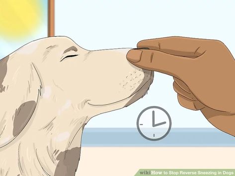 3 Ways to Stop Reverse Sneezing in Dogs - wikiHow Sneezing Remedies, Reverse Sneezing In Dogs, Dog Sneezing, Dachshund Love, A Dog, Dachshund, First Time, The First, Sound