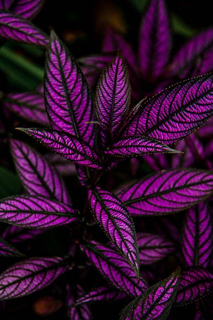 Persian Shield Plant, Full Sun Container Plants, Flower Garden Pictures, Persian Shield, Taman Air, Tanaman Indoor, Tanaman Pot, Goth Garden, Plant Breeding