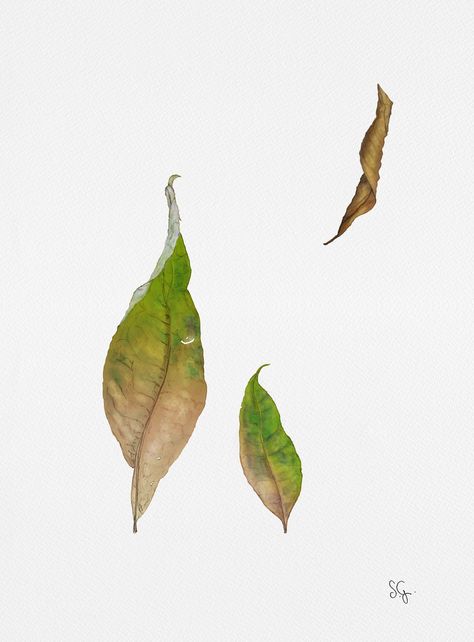 Biology Project, Leaf Structure, Dead Leaves, Watercolor Leaf, Art Watercolour, Colour Pencil, Watercolor Plants, Leaf Drawing, Plant Drawing