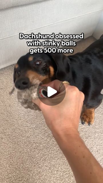 The Dodo on Instagram: "Dachshund refuses to give up his stinky, old toy, so his mom gets him 500 more!

@brunotheminidachshund's mom told us about the amazing surprise, and Bruno's reaction is everything ❤️" Dachshund Mom, Old Toys, Got Him, Giving Up, Dachshund, The Amazing, Toys, Dogs, On Instagram