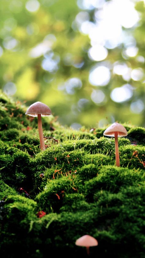 #mushrooms #moss Nature Wallpaper Iphone, Mushroom Background, Green Nature Wallpaper, 1366x768 Wallpaper, Mushroom Wallpaper, Pink Mushroom, Enchanted Wood, Hd Nature Wallpapers, Moss Garden