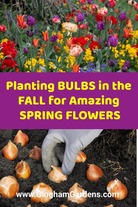 Plant Bulbs In Fall, Gardening In The Fall, Tulips Hyacinth Daffodils, What To Plant In The Fall For Spring, Fall Bulbs For Spring, Bulb Landscaping Ideas, When Do You Plant Tulips Bulbs, Daffodils And Tulips Landscaping, Bulbs That Grow In Shade