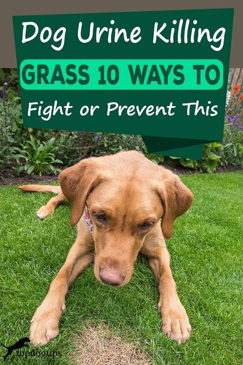 Grass Patch For Cats, Prevent Dog Urine Grass Burns, Dog Urine Grass Repair, Dog Grass Patch, Dog Friendly Garden, Lawn Repair, Dog Urine, Dog Smells, Dog Rocks