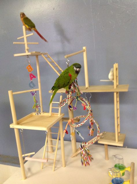 Home made bird play stand. But I want mine attached to a base. Bird Play Gym, Parrot Play Stand, Best Pet Birds, Birds For Kids, Diy Bird Toys, Budgie Toys, Parrot Stand, Bird Cage Accessories, Parrot Perch