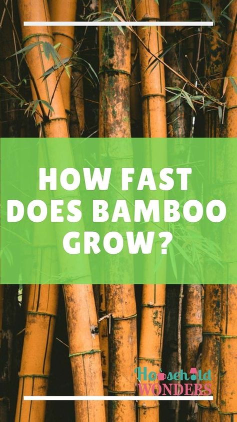 Bamboo Seeds How To Grow, How To Grow Bamboo From Seed, How To Plant Bamboo, Golden Goddess Bamboo, How To Grow Bamboo, Bamboo Growing, Indoor Bamboo Plant, Bamboo Farm, Agriculture Quotes