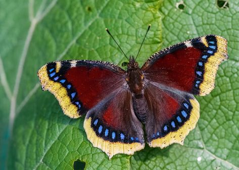 This is a large and distinctive butterfly, even in flight, as the white wing borders are unmistakable. The adults live solitary and, as such, migrate singly rather than in the swarms associated with other migrant species. Migrant insects arrive in Great Britain most years during summer and autumn, but numbers are usually very low. There is no evidence that the species breeds in Britain; it is thought that mild, wet winters prevent them from surviving here for very long. It was believed that som Butterfly Live, White Wing, Chalk Pastel Art, Beautiful Butterfly Photography, Insect Photography, Butterfly Artwork, Butterfly Species, Butterfly Butterfly, Beautiful Bugs