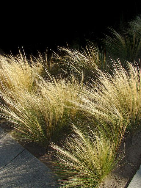 Drought Tolerant Grass, Stipa Tenuissima, Mexican Feather Grass, Grass Growing, No Grass Backyard, Drought Tolerant Landscape, Grasses Landscaping, Desain Lanskap, Grasses Garden