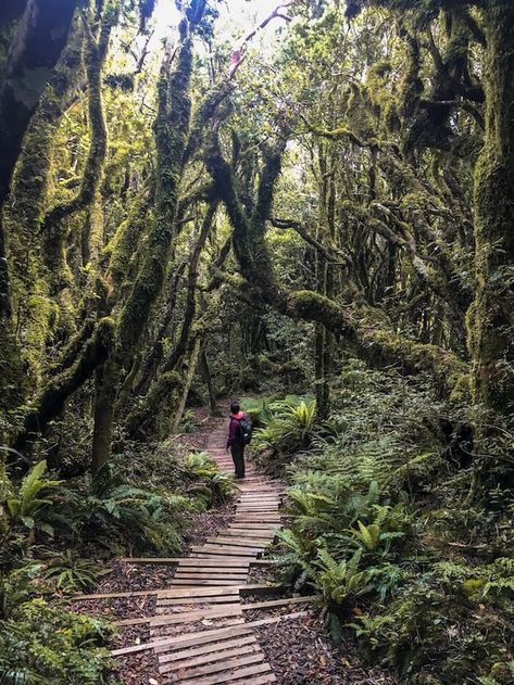 Goblin Forest, Egmont National Park, New Zealand Travel Guide | Moon & Honey Travel New Zealand Great Walks, New Zealand November, New Zealand Travel Aesthetic, Goblin Forest, New Zealand Forest, New Zealand Aesthetic, New Zealand Nature, Hiking New Zealand, Travel New Zealand