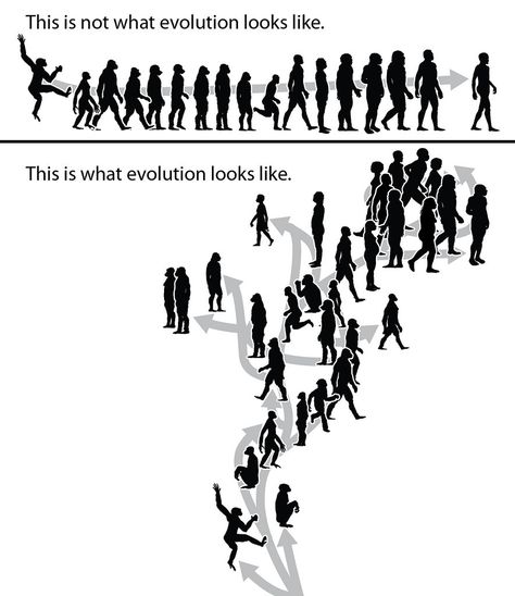 When people think of “evolution”, they often picture the “March of Progress”. This popular visual metaphor, a line of individuals leading from apes to humans (top), goes back to Rudolph Zallinger’s classic illustration for the Early Man volume of the Life Nature Library series published by Time-Life Books. But that illustration was never meant to show a direct evolutionary lineage—several of the figures were explicitly mentioned as side branches. Evolution is not linear, but branching, with v... Anthropology Major, Biological Anthropology, Prehistoric Man, Forensic Anthropology, Evolutionary Biology, Human Evolution, Visual Metaphor, Charles Darwin, Painkiller