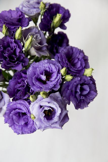 ♔ eustoma Purple Lisianthus, Wedding Palette, Purple Reign, Design Graphique, Anemone, Aesthetic Photo, Flower Shop, Fresh Flowers, Reign