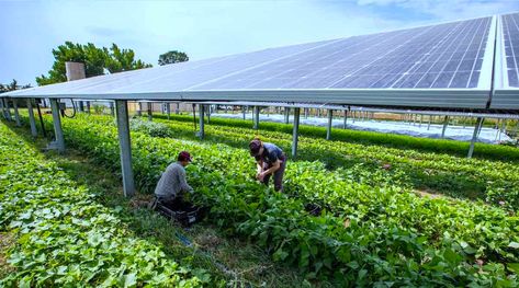 Largest Farm to Grow Crops Under Solar Panels Proves to Be a Bumper Crop for Agrivoltaic Land Use Piscina Diy, Types Of Renewable Energy, Solar Farm, Agricultural Practices, Farm Photo, Farm Design, Eco Living, Land Use, Solar Garden