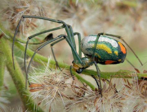 Orchard Spider - Leucauge venusta Spiders Species, Australia Spider, Australian Spider, The Itsy Bitsy Spider, Australian Huntsman Spider, Eight Spotted Crab Spider, Arachnids Spiders, Spider Species, Garden Spider