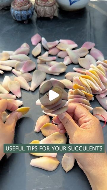 Wedding Flowers Succulents, Succulent Cactus Garden, Succulents Decoration Ideas, Propagating Succulents From Cuttings, Succulent Propagation How To, Succulent Decor Ideas, Succulent Cuttings Propagation, Succulents Propagating, Succulents Nursery