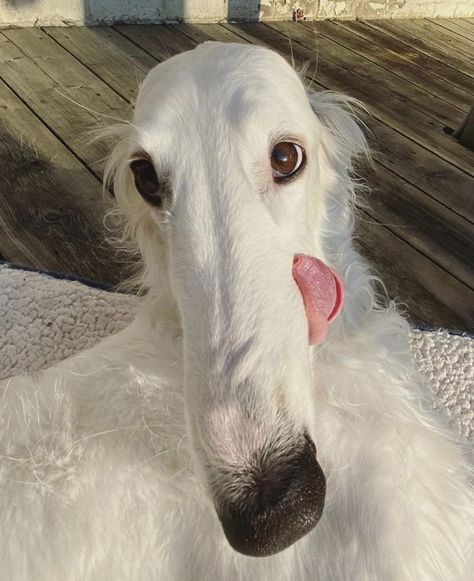 Long Face Dog, Funny Pics Of Dogs, Pics Of Dogs, Borzoi Dog, Rare Dog Breeds, Goofy Dog, Rare Dogs, Pictures Of Dogs, Best Dog Breeds