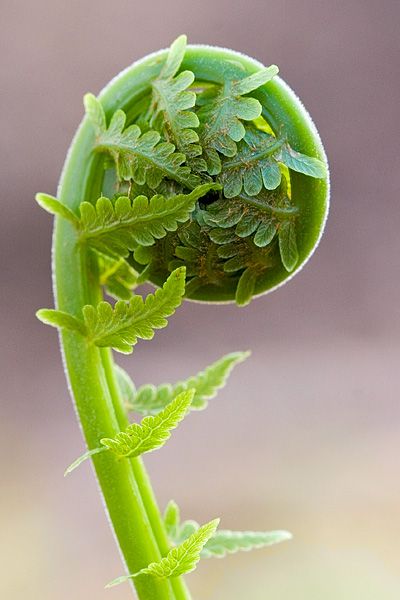 Ostrich Fern...so unique... loves shade Fiddlehead Fern, Spirals In Nature, Fiddlehead Ferns, Fern Frond, Healthy Advice, Patterns In Nature, Shade Garden, Cool Plants, Plant Life