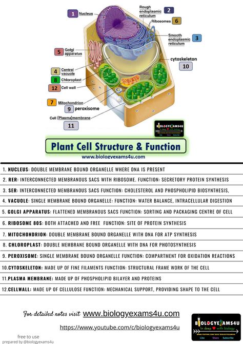 Plant Cell Structure and Function Plant Cell Parts And Functions, Biological Diagram, Cell Structure And Function Notes, Plant Cell Functions, Typical Plant Cell, Plant Cell Drawing, Plant Cell Parts, Animal Cell Parts, Cell Parts And Functions