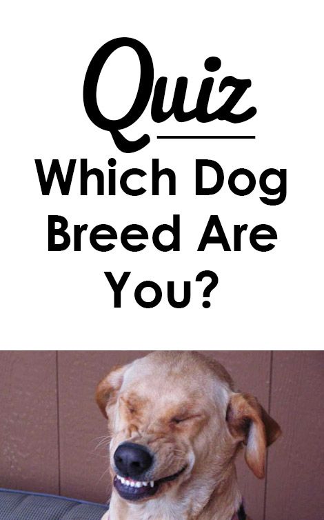 Quiz: Which dog breed are you?   I got golden retriever!  http://iheartdogs.com/quiz-which-dog-breed-are-you/ Cute Breeds Of Dogs, Pretty Dog Breeds, Stuff For Dogs, Dog Quizzes, Pomeranian Poodle, Cute Dog Breeds, Cute Fluffy Dogs, Puppy Funny, Dog Breeding