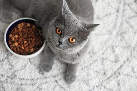 Food For Sensitive Stomach, Feeding Kittens, Excited Cat, Obese Cat, Homemade Cat Food, Best Cat Food, Cat Nutrition, Homemade Cat, Sensitive Stomach