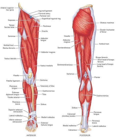 <b>lower</b> limb <b>muscles</b> <b>lower</b> limb <b>muscles</b> the <b>lower</b> limb <b>muscles</b> Leg Muscles Diagram, Leg Muscles Anatomy, Human Body Muscles, Body Muscle Anatomy, Muscle Diagram, Muscle Tear, Lower Leg Muscles, Leg Anatomy, Human Muscle Anatomy