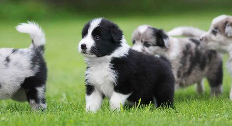 Miniature Border Collie – Would This Mini Be Right for You? Mini Border Collie, Miniature Border Collie, Border Collie Facts, Border Collie Mix Puppies, Border Collie Colors, Border Collie Training, Collie Breeds, White Border Collie, Dog Breeds Pictures