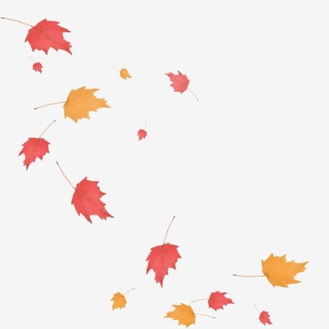 Maple Leaf Falling, Maple Leaf Clipart, Picture Autumn, Fall Leaves Background, Autumn Leaves Background, Red Maple Leaf, Hand Drawn Leaves, Leaf Clipart, Thanksgiving Card