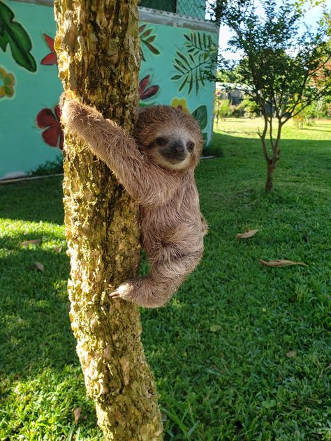 Aesthetic Sloth Pictures, Sloths Aesthetic, Sloth Aesthetic, Sloth Quilt, Sloth Wallpaper, Sloths Cute, Sloth Cake, Cute Sloth Pictures, Sloth Facts