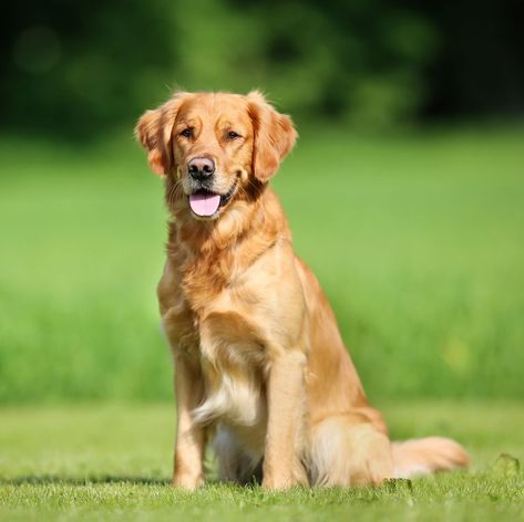 Golden retriever dog Best Large Dog Breeds, Cute Big Dogs, Best Dogs For Kids, Medium Sized Dogs Breeds, Smartest Dogs, Smartest Dog Breeds, Top Dog Breeds, Best Dogs For Families, Big Dog Breeds