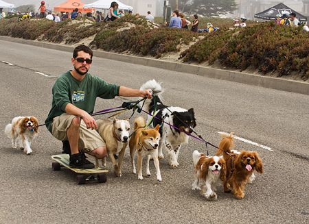 skateboard man walking the dogs.. Dogs On Skateboards, Working With Dogs Aesthetic, Dog Walker Aesthetic, Walking The Dogs, Dog Shelter, Skateboard Photography, Multiple Dogs, Rough Collie, American Pit