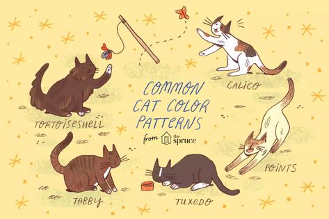 Feline Breeds, Domestic Cats, and Color Patterns Domestic Shorthair Cat, Cat Tabby, Shorthair Cat, Colors And Patterns, Cat Breed, Domestic Shorthair, New Cat, Calico Cat, Domestic Cat