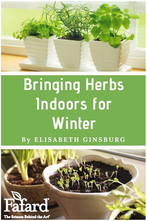 Summer vacation is wonderful for people with culinary herbs.  While you enjoy longer days and uninterrupted stretches of shorts-and-sandals weather, your plants are basking in summer sunshine and warmth.  Basil grows bushy, thyme exudes powerful fragrance, and mints threaten to take over the landscape. #herbs #indoor #growing #winter Herbs On Window Sill, Herb Boxes Indoor, Winter Herb Garden, Basil Plant Indoors, Winter Herbs, Growing Basil Indoors, Preserving Basil, Thyme Plant, Growing Herbs Indoors