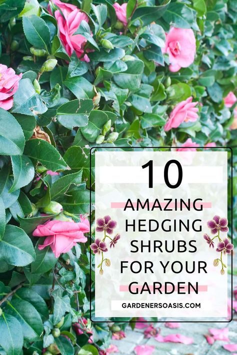 Regardless of whether you want a gorgeous flowering hedge to grow in the sun or the shade, you'll find ideas for flowering bushes that are perfect for your yard. Blooming Evergreens, Camelia Hedge, Camillia Bush, Camellia Hedge, Lilac Hedge, Evergreen Bushes, Flowering Hedge, Easy Backyard Landscaping, Privacy Landscaping Backyard